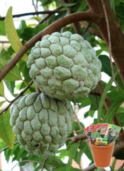 Анона, захарна ябълка, семена (Annona squamosa)