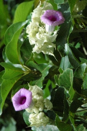 Аргирея, Хавайска роза, семена (Argyreia nervosa, Hawaiian Baby Woodrose)