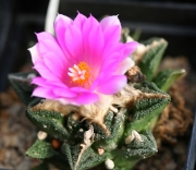 Ариокарпус (Ariocarpus fissuratus)
