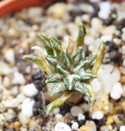 Ариокарпус (Ariocarpus kotschoubeyanus albiflorus)