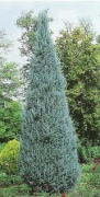Аризонски кипарис (Cupressus Arizonica)