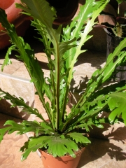 Асплениум (Asplenium)