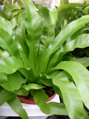 Асплениум (Asplenium)