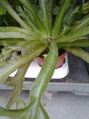 Асплениум нидус (Asplenium nidus)
