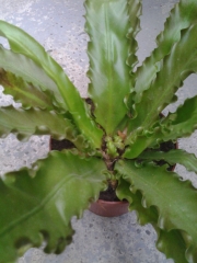 Асплениум осака (Asplenium osaka)