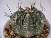 Астрофитум (Astrophytum)