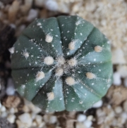 Астрофитум (Astrophytum)