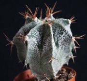 Астрофитум (Astrophytum)