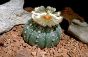 Астрофитум (Astrophytum asterias)