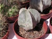 Астрофитум (Astrophytum myriostigma)