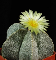 Астрофитум семена микс (Astrophytum)