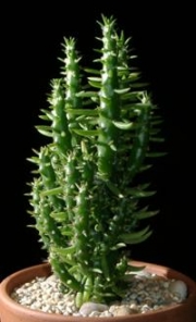 Аустроцилиндропунция (Austrocylindropuntia subulata monstrose)