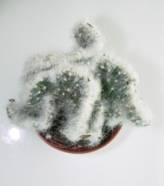 Аустроцилиндропунция (Austrocylindropuntia vestita forma cristata)
