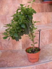 Азалия (Azalea)
