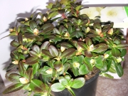 Азалия, градинска, Рододендрон, бяла (Azalea , Rhododendron)