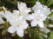 Азалия, градинска, Рододендрон бяла (Rhododendron Luteum Daviesii)