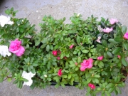 Азалия, градинска, Рододендрон, микс (Azalea indica, Rhododendron)