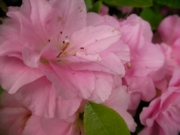 Азалия, градинска, Рододендрон, розов (Azalea, Rhododendron)