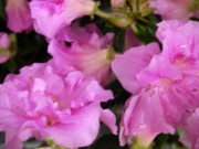 Азалия, градинска, Рододендрон, тъмнорозова (Azalea, Rhododendron)