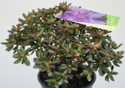 Азалия, рододендрон, лилав цвят (Azalia, Rhododendron)