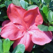 Азалия, розова, малка (Azalea)