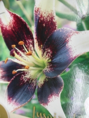 Азиатски Лилиум (Lilium Asiatic Nettys Pride)