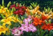 Азиатски лилиум микс (Lilium mixed)
