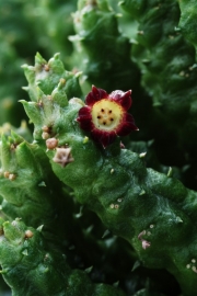 Байнезия (Baynesia lophophora)