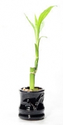 Драцена сандериана, Бамбук на щастието (Dracaena Sanderiana, Lucky bamboo)