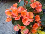 Бегония (Begonia)