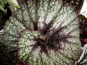 Бегония охлюв (Begonia escargot)
