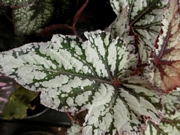 Бегония рекс (Begonia rex)