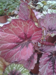 Бегония (Begonia)