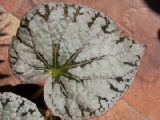 Бегония (Begonia)
