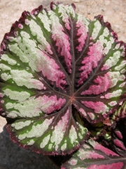 Бегония (Begonia)