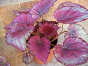 Бегония (Begonia)
