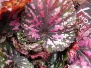Бегония (Begonia)