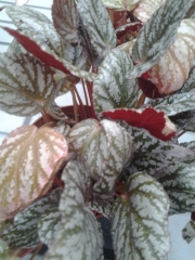 Бегония (Begonia)