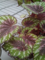 Бегония (Begonia)
