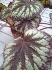 Бегония (Begonia)
