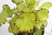 Бегония (Begonia)