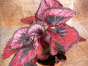 Бегония рекс (Begonia Rex)