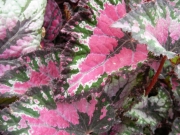 Бегония рекс (Begonia Rex)