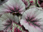 Бегония рекс (Begonia Rex)