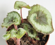 Бегония рекс (Begonia rex)