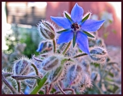 Бораго, краставична трева, бореч (Borago officinalis)