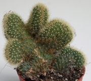 Борзикактус кристата (Borzicactus cristata)