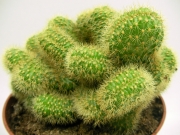 Борзикактус кристата, Мамилария елонгата кристата (Borzicactus cristata, Mammillaria elongata cristata)