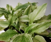 Бяла хоста (hosta white feather)