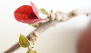 Бугенвилия червена голяма (Bougainvillea)